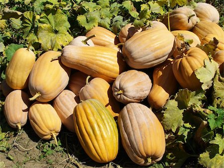 simsearch:400-05682396,k - amount of ripen pumpkins at the patch Stock Photo - Budget Royalty-Free & Subscription, Code: 400-05301877