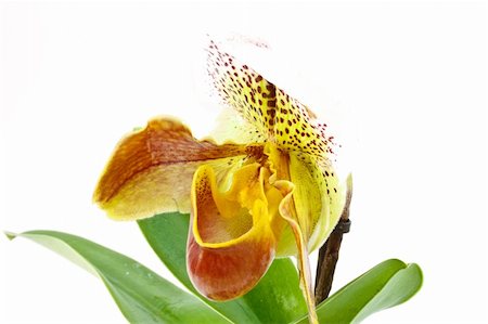 simsearch:841-02946335,k - pafiopedilum beautiful orchid isolated on white background Fotografie stock - Microstock e Abbonamento, Codice: 400-05302109