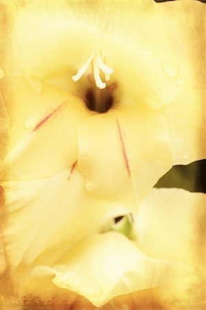 Yellow gladiolus (sword lily) on grunge textured background Foto de stock - Royalty-Free Super Valor e Assinatura, Número: 400-05302117