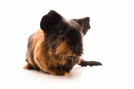 simsearch:400-05321831,k - baby guinea pig Stock Photo - Budget Royalty-Free & Subscription, Code: 400-05302349