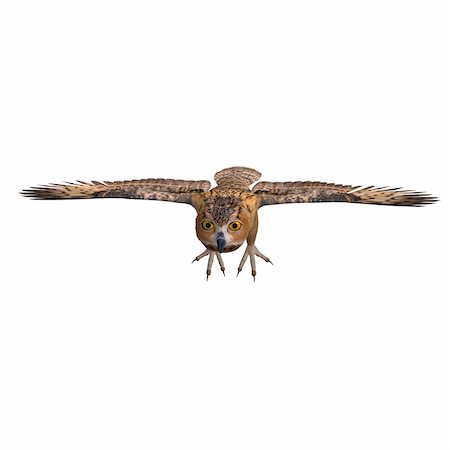 simsearch:400-04818670,k - Barn Owl Bird. 3D rendering with clipping path and shadow over white Foto de stock - Royalty-Free Super Valor e Assinatura, Número: 400-05302371