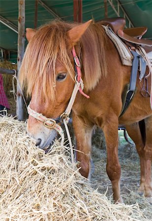 estribo - Horse in farm eating straw Foto de stock - Super Valor sin royalties y Suscripción, Código: 400-05302473