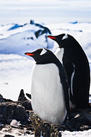 simsearch:400-04900478,k - Two penguins dreaming sitting on a rock, mountains in the background Photographie de stock - Aubaine LD & Abonnement, Code: 400-05302677