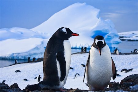 penguin on mountain - Two penguins dreaming sitting on a rock, mountains in the background Photographie de stock - Aubaine LD & Abonnement, Code: 400-05302678