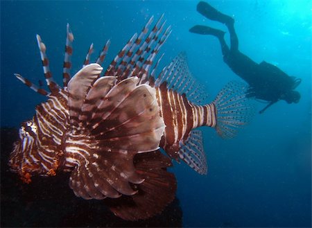 pterois volitans - Lionfish and diver silhouette Photographie de stock - Aubaine LD & Abonnement, Code: 400-05302933