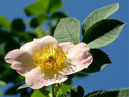 wild rose flower against blue sky Stock Photo - Budget Royalty-Free & Subscription, Code: 400-05303281