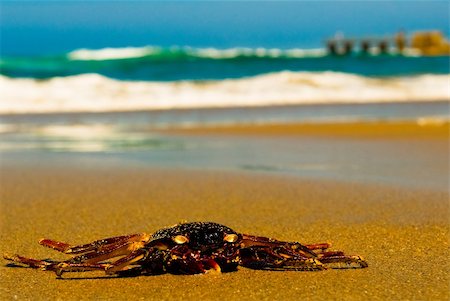 Crab on beach with sea in background Stockbilder - Microstock & Abonnement, Bildnummer: 400-05303367