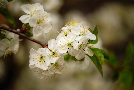 simsearch:400-07510882,k - Inflorescences of white colours on branches and green leaflets. Stockbilder - Microstock & Abonnement, Bildnummer: 400-05303396