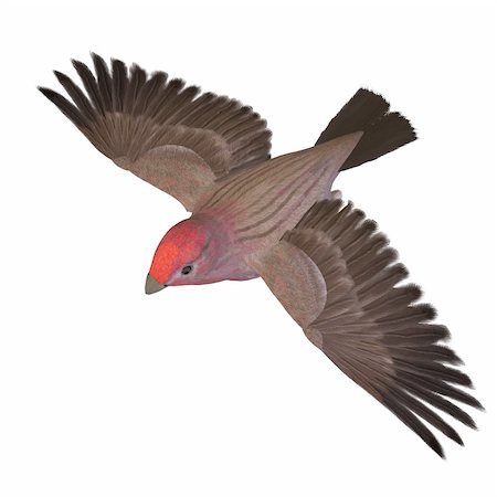 simsearch:400-04793730,k - Bird Purple Finch Male. 3D rendering with clipping path and shadow over white Foto de stock - Royalty-Free Super Valor e Assinatura, Número: 400-05303452