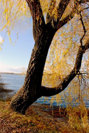 Autumn willow falls his elongated leaves like fishes but they can't swim. Stock Photo - Budget Royalty-Free & Subscription, Code: 400-05303560