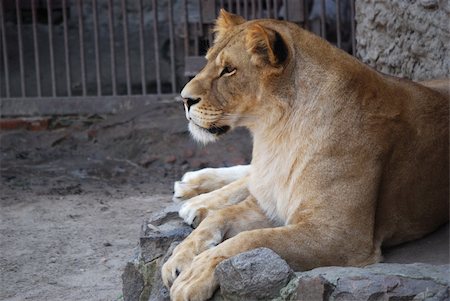 simsearch:400-04605372,k - Wild lions. Lions in a zoo. Force and beauty of the nature. Foto de stock - Super Valor sin royalties y Suscripción, Código: 400-05303710