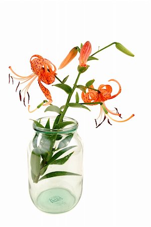 simsearch:400-07169438,k - lilies of orange colour on a white background Stock Photo - Budget Royalty-Free & Subscription, Code: 400-05303885