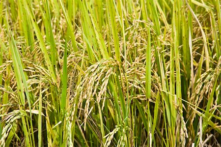 simsearch:400-04775625,k - rice fields backgrounds Stock Photo - Budget Royalty-Free & Subscription, Code: 400-05314227