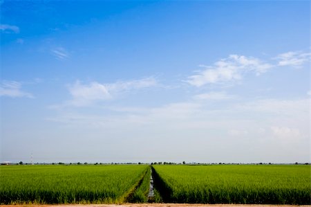 simsearch:400-04349207,k - The Paddy field landscape in asia country. Stock Photo - Budget Royalty-Free & Subscription, Code: 400-05314273