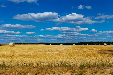 dry crop field - straw bales in a field with blue and white sky in autumn Stock Photo - Budget Royalty-Free & Subscription, Code: 400-05314352