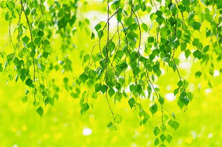 simsearch:400-04408167,k - green leaves foliage at springtime outside in the nature Stock Photo - Budget Royalty-Free & Subscription, Code: 400-05314399