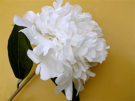 sad444 (artist) - beautiful flower peony. close-up Stock Photo - Budget Royalty-Free & Subscription, Code: 400-05314412