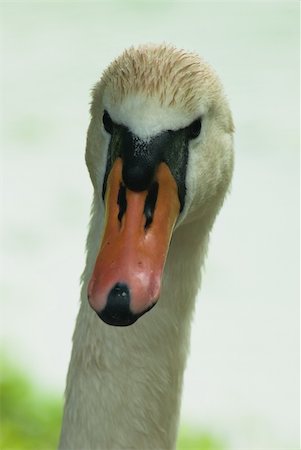 swan beak color - Art portrait of a swan Stock Photo - Budget Royalty-Free & Subscription, Code: 400-05314681