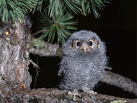 owl, chick, bird, predator birds, animals, owl, wood owls, barn owl Stock Photo - Budget Royalty-Free & Subscription, Code: 400-05315225