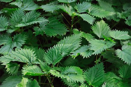 simsearch:622-02757841,k - Stinging nettle texture. Herbal plant abstract background. Foto de stock - Super Valor sin royalties y Suscripción, Código: 400-05315451