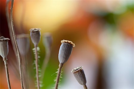 poppies pods - Autumn concept image with dry poppy pods Stock Photo - Budget Royalty-Free & Subscription, Code: 400-05315711