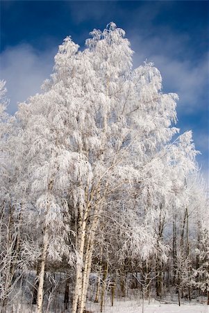 simsearch:400-03985276,k - Heavy frosted birches on a background of blue sky Foto de stock - Super Valor sin royalties y Suscripción, Código: 400-05315748