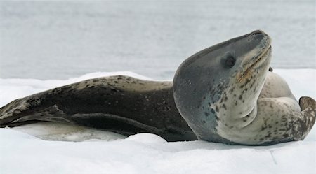 Leopard Seal 5 Stock Photo - Budget Royalty-Free & Subscription, Code: 400-05315794
