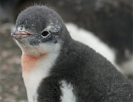 rookery - Gentoo penguin chick 19 Foto de stock - Super Valor sin royalties y Suscripción, Código: 400-05315827