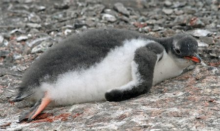rookery - Gentoo penguin chick 8 Photographie de stock - Aubaine LD & Abonnement, Code: 400-05315820