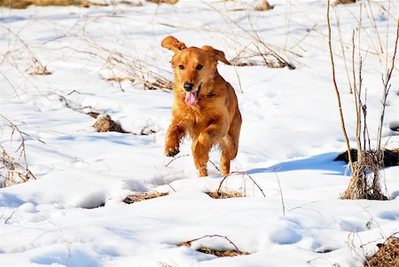 simsearch:400-05315872,k - orange young golden retriever dog over rural snowy landscape Stockbilder - Microstock & Abonnement, Bildnummer: 400-05315872