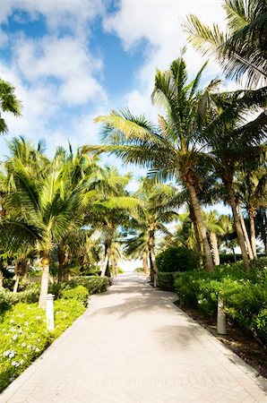 simsearch:862-08718436,k - Palms trees on the beach during bright day Photographie de stock - Aubaine LD & Abonnement, Code: 400-05316070
