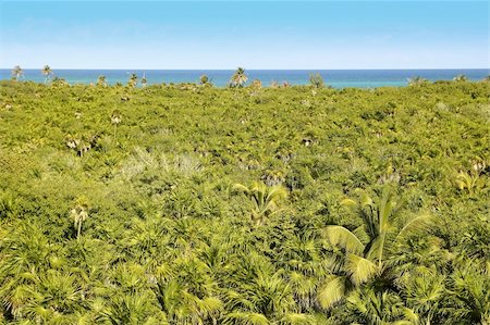 simsearch:625-01041031,k - tropical palm tree jungle in Sian Kaan near Tulum Photographie de stock - Aubaine LD & Abonnement, Code: 400-05316085