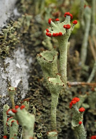 Cladonia rangiferina, also known as Reindeer lichen.Cladonia rangiferina, also known as Reindeer lichen . Other common names include Reindeer moss and Caribou moss. As the common names suggest, Reindeer lichen is an important food for reindeer (caribou), and has economic importance as a result. Synonyms include Cladina rangiferina and Lichen rangiferinus. Stock Photo - Budget Royalty-Free & Subscription, Code: 400-05316183