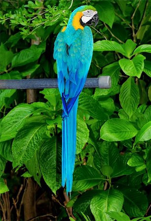 Colourful parrot bird sitting on the perch Foto de stock - Super Valor sin royalties y Suscripción, Código: 400-05316438
