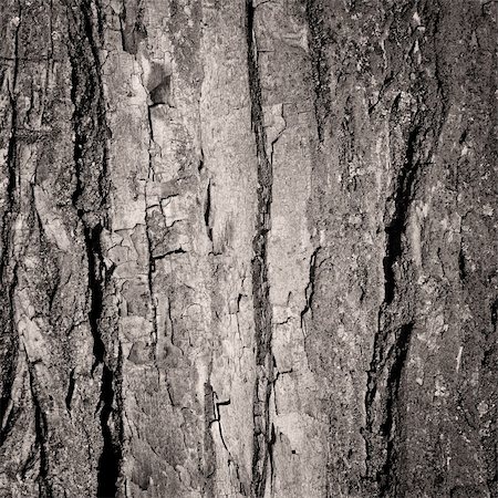 simsearch:400-07619334,k - Tree bark background Stock Photo - Budget Royalty-Free & Subscription, Code: 400-05316513