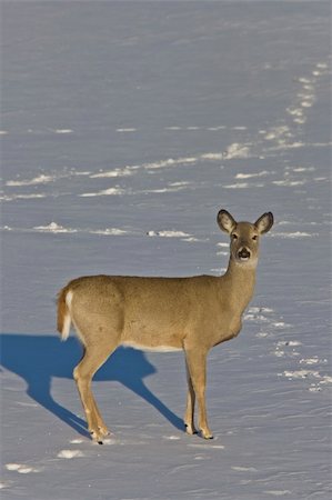 simsearch:400-09084819,k - Whitetail Deer in Winter Saskatchewan Canada Cold freezing Photographie de stock - Aubaine LD & Abonnement, Code: 400-05316577