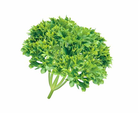 fresh herb parsley isolated on white background Stock Photo - Budget Royalty-Free & Subscription, Code: 400-05316642