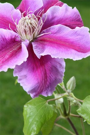 a beautiful clematis against a green grass background Foto de stock - Super Valor sin royalties y Suscripción, Código: 400-05316822