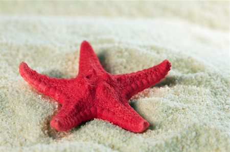 starfish beach nobody - Red Starfish lying on sand at beach Stock Photo - Budget Royalty-Free & Subscription, Code: 400-05317178