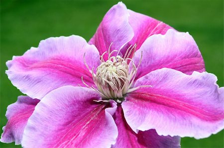 a beautiful clematis against a green grass background Foto de stock - Super Valor sin royalties y Suscripción, Código: 400-05317435