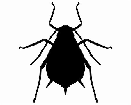 poux - Aphid Silhouette Photographie de stock - Aubaine LD & Abonnement, Code: 400-05317914