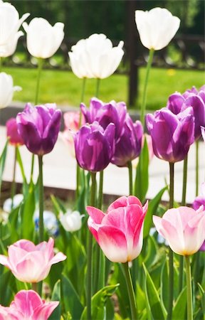 simsearch:400-06790189,k - flowers, tulips Stock Photo - Budget Royalty-Free & Subscription, Code: 400-05318091