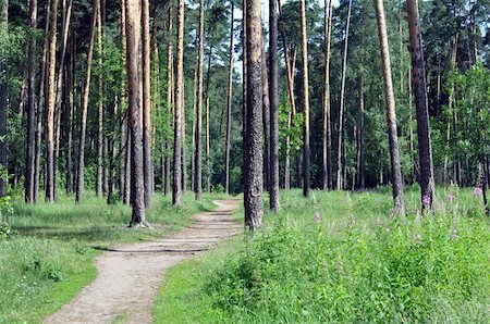 softwood - Landscape: pine forest of the Central Russia, Moscow area Stock Photo - Budget Royalty-Free & Subscription, Code: 400-05318185