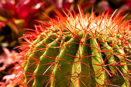 simsearch:400-03917139,k - Extreme closeup of cactus thorns Photographie de stock - Aubaine LD & Abonnement, Code: 400-05318181