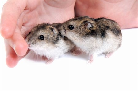 Two hamster on palm insulated on white background Stock Photo - Budget Royalty-Free & Subscription, Code: 400-05318338