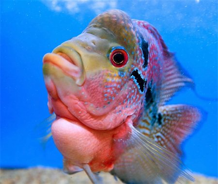 fresh blue fish - colorful fish swim under water in the calm ocean Stock Photo - Budget Royalty-Free & Subscription, Code: 400-05318410