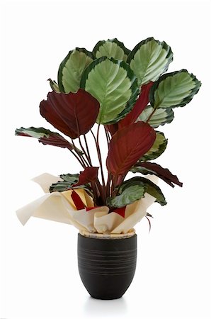 simsearch:400-08287943,k - Ornamental Plants over white background Foto de stock - Super Valor sin royalties y Suscripción, Código: 400-05318638