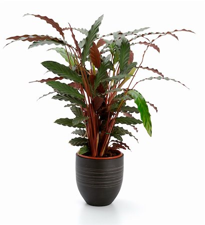 simsearch:400-08287943,k - Ornamental Plants over white background Foto de stock - Super Valor sin royalties y Suscripción, Código: 400-05318639