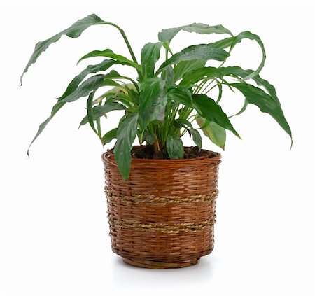 simsearch:400-08287943,k - Ornamental Plants over white background Foto de stock - Super Valor sin royalties y Suscripción, Código: 400-05318648