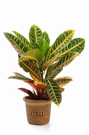 simsearch:400-08287943,k - Ornamental Plants over white background Foto de stock - Super Valor sin royalties y Suscripción, Código: 400-05318642